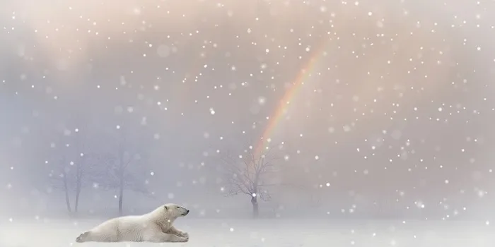 冬天北极熊背景风景