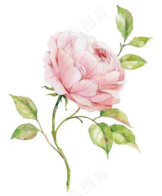 清新花卉水彩手绘图片