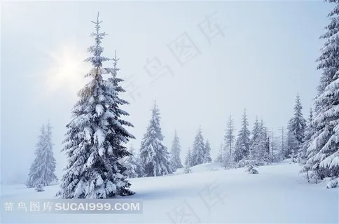 圣诞节雪地松树背景
