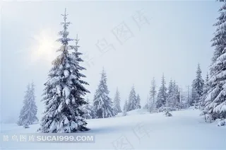 圣诞节雪地松树背景