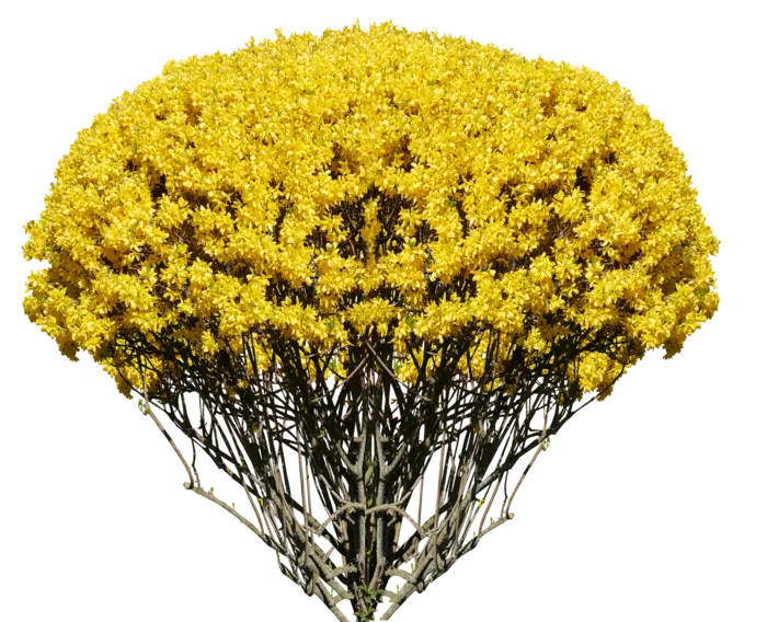 自然 衬套 灌木 连翘 孤立 春天 春天的预兆 黄色 开花