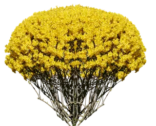 自然 衬套 灌木 连翘 孤立 春天 春天的预兆 黄色 开花