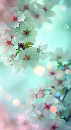 绚丽白色樱花花朵，春分惊蛰立春摄影图