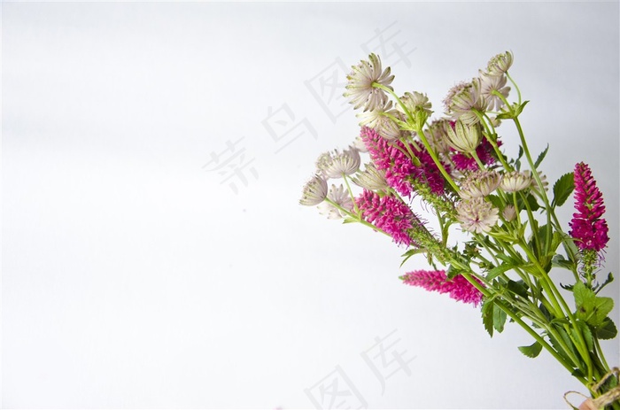 一束美丽的花朵