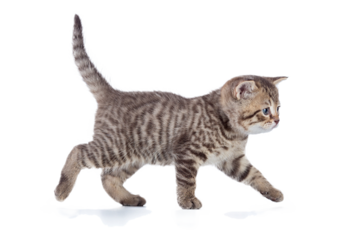 行走的猫咪