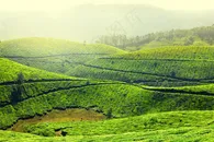 云雾下的绿色茶园