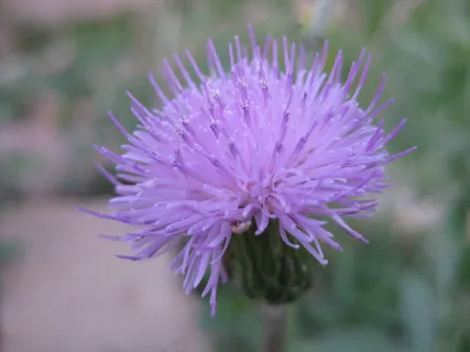 紫色蒲公英花图片 紫色蒲公英花图片