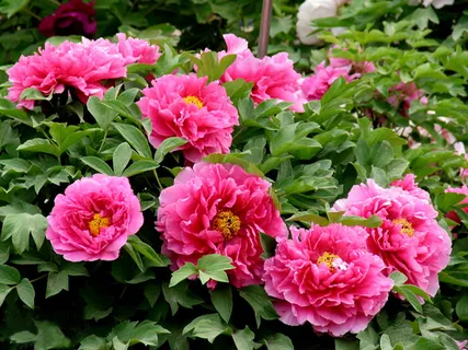 洛阳牡丹图片 洛阳牡丹图片