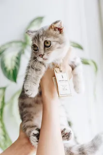 可爱猫咪猫猫摄影素材 可爱猫咪猫猫摄影素材