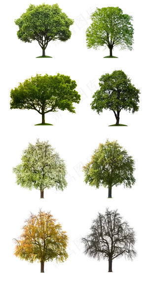 树木各季节大树小树