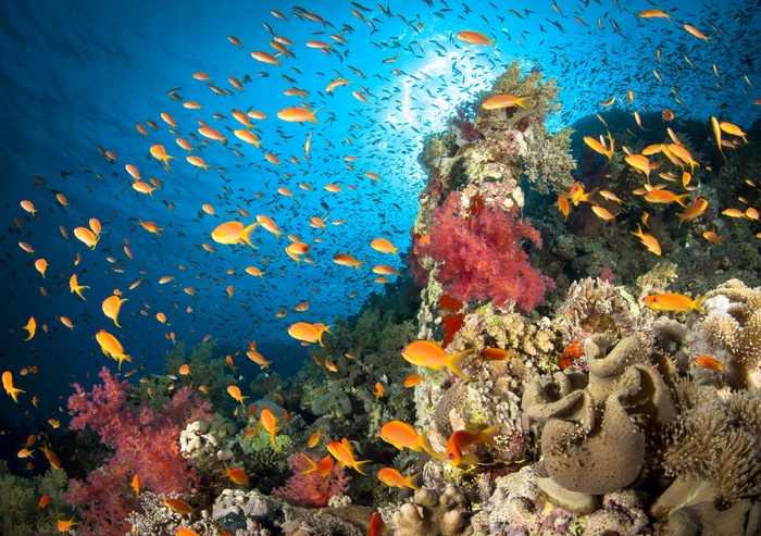 海洋海底珊瑚海水鱼群高清背景