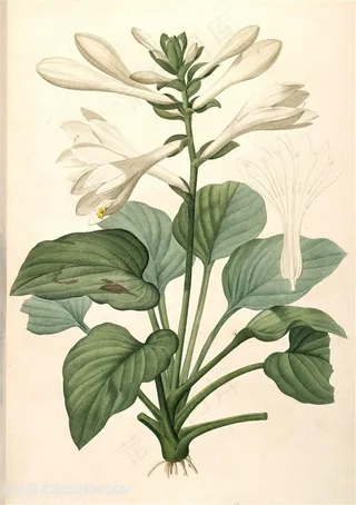 高清淡雅花卉复古花卉插画