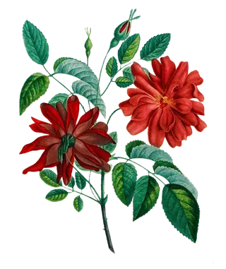 复古手绘植物花卉插画 免抠