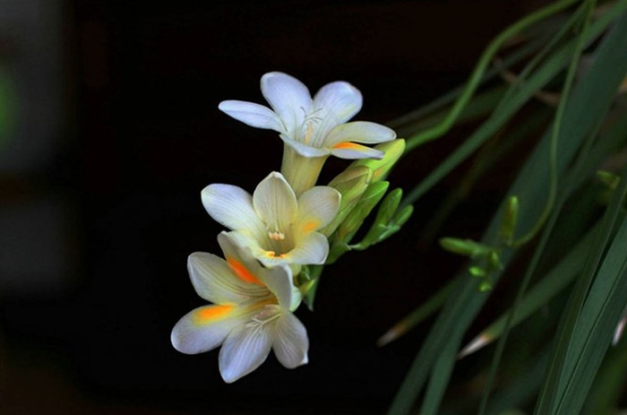 漂亮的白色兰花