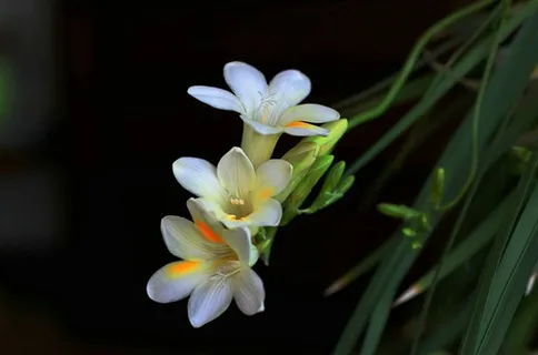 漂亮的白色兰花 漂亮的白色兰花