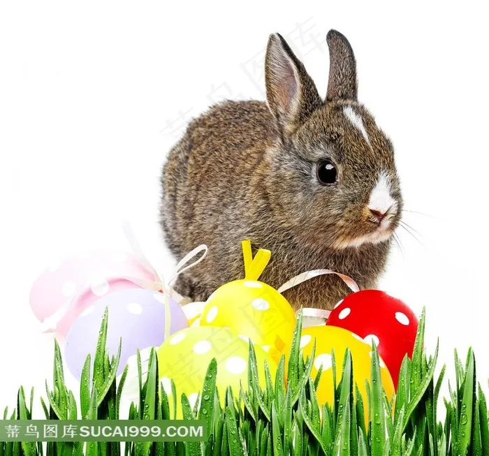 复活节彩蛋兔子图片