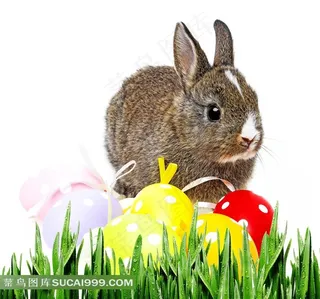 复活节彩蛋兔子图片
