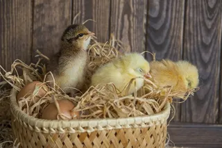 可爱的小鸡家禽高清图