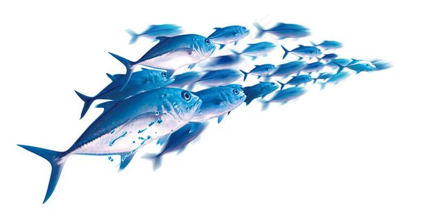 创意鱼形鱼群图片