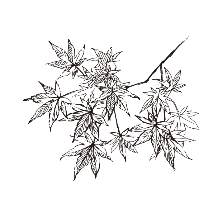 线条草本花卉手绘植物-枫叶