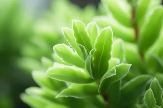 多肉植物盆栽摄影图