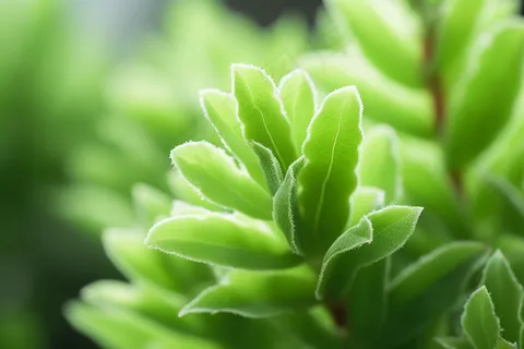 多肉植物盆栽摄影图 多肉植物盆栽摄影图