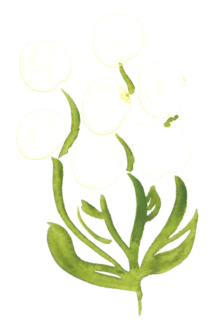 唯美森系手绘水彩花朵 免抠