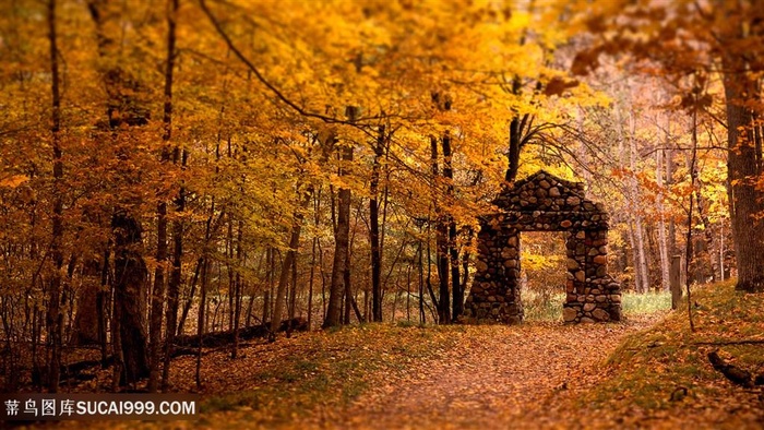 秋季树林美景壁纸