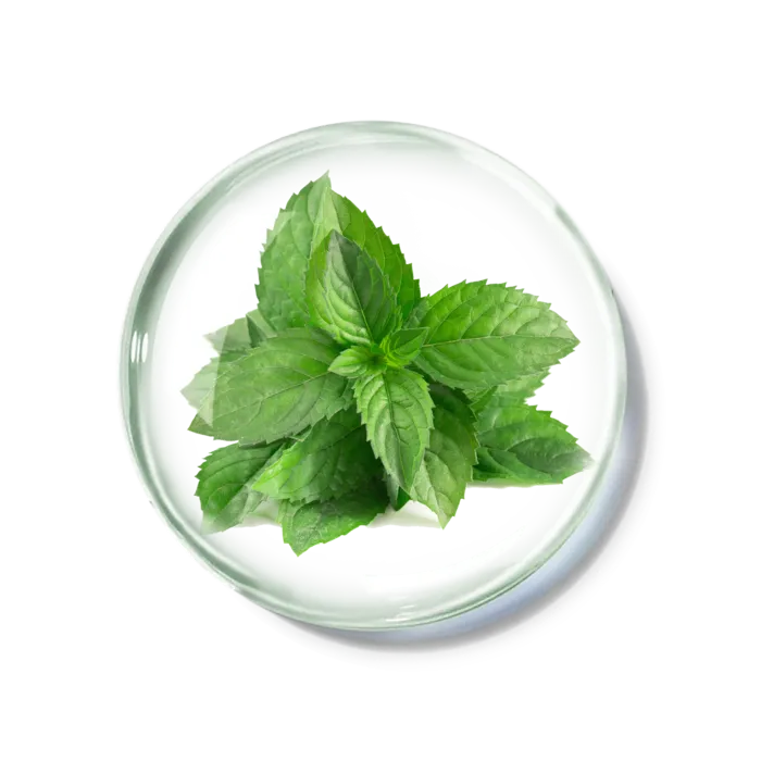 化妆品产品成分—薄荷免抠图