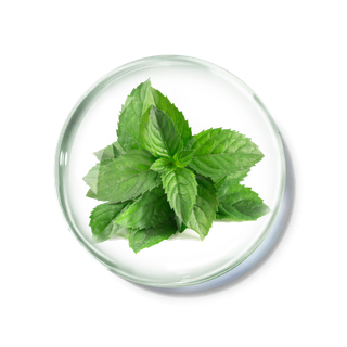 化妆品产品成分—薄荷免抠图