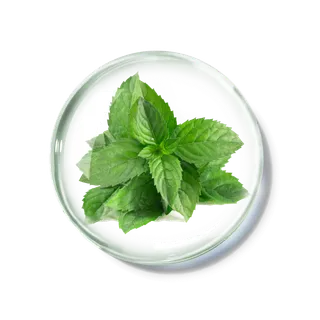 化妆品产品成分—薄荷免抠图 化妆品产品成分—薄荷免抠图