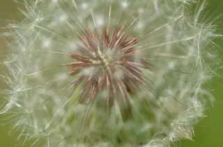 蒲公英微距摄影图片