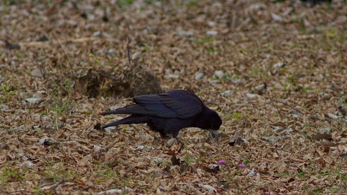 寻找食物的饥饿的鸟
