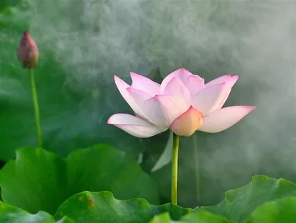 只有瑶池花开了