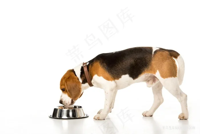 吃食的宠物狗