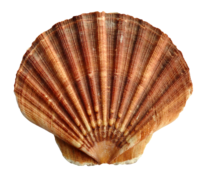 贝壳扇子海洋