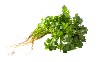 香菜超市商品白底图免抠实物摄影png格式图片透明底