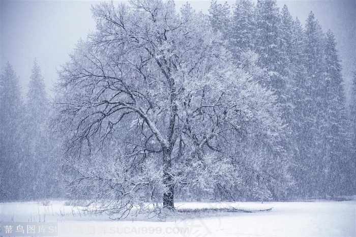 北方冬天树木雪景摄影图片素材