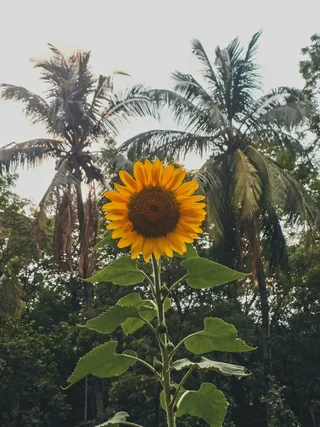 黄色向日葵摄影素材