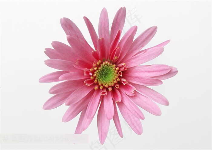 粉红色菊花素材