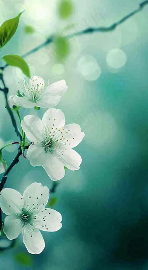 春天清新白色樱花浪漫花瓣枝叶，立春摄影图