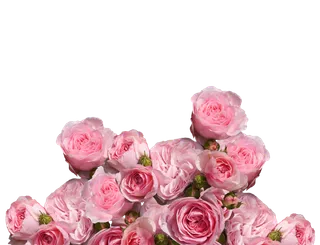 玫瑰 爱 婚礼 浪漫的 玫瑰花 粉色的 爱情符号 庆