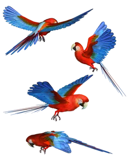 鸟海鸥动物飞翔飞鸟