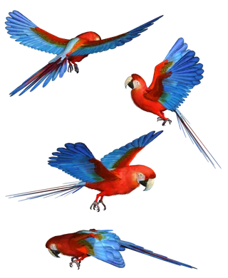 鸟海鸥动物飞翔飞鸟