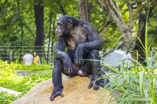 坐在石头上的黑猩猩