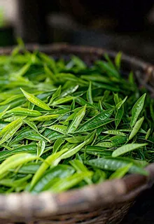 中国风，茶盆里的龙井绿茶茶叶摄影