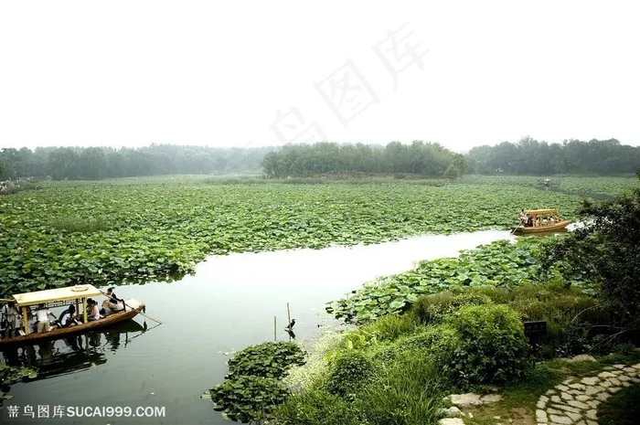 旅游观光划船圆明园荷花池塘