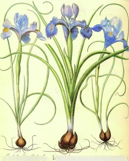 唯美紫色花卉植物插画