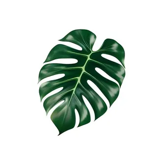 龟背竹叶子免抠