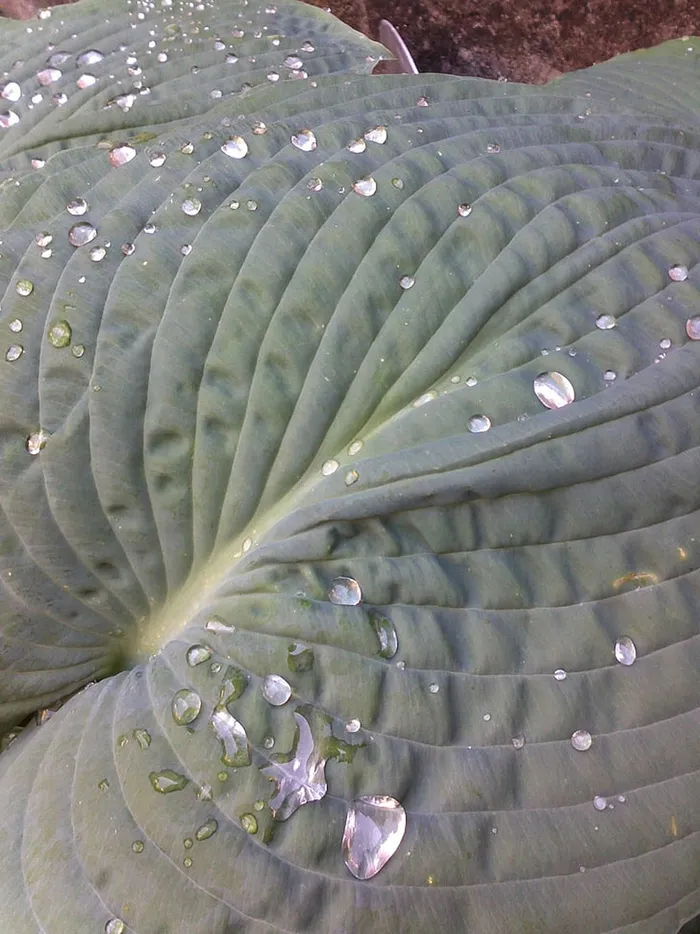 风景 露水 素材拍摄 (32)